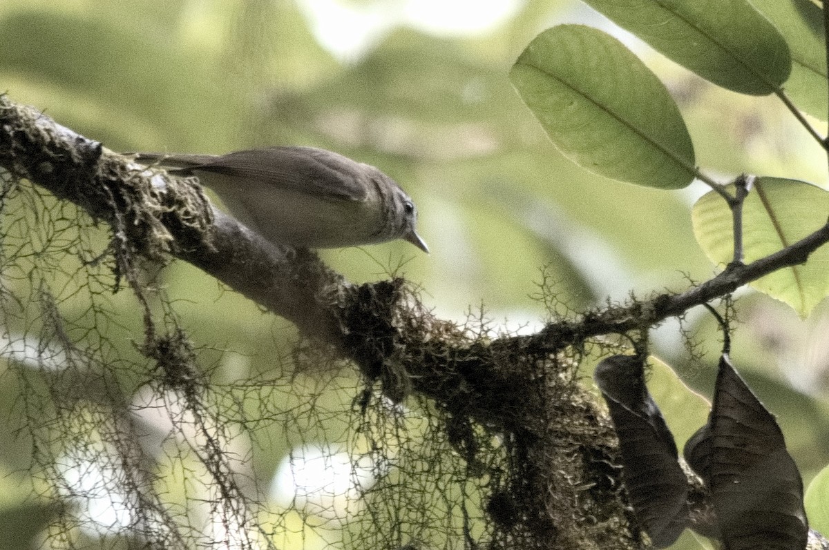 Brown-capped Vireo - ML645213927