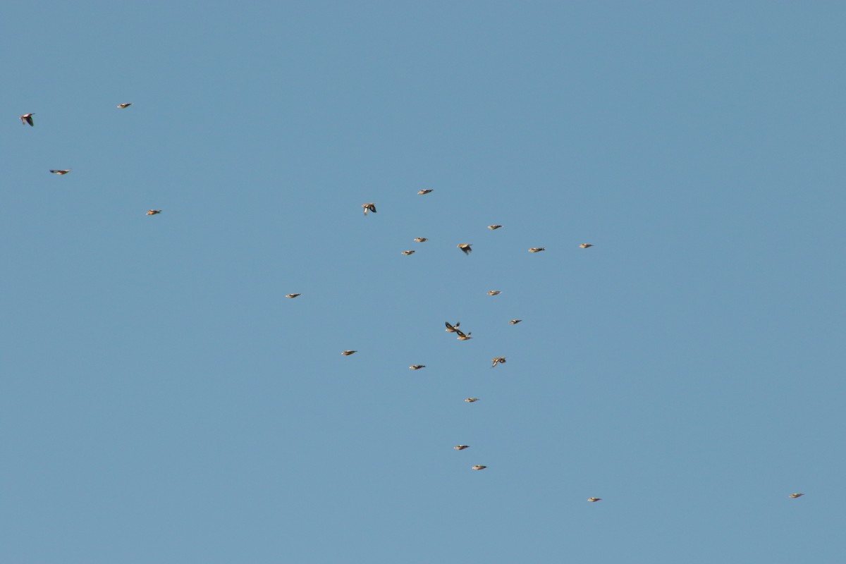 Evening Grosbeak - ML645213932