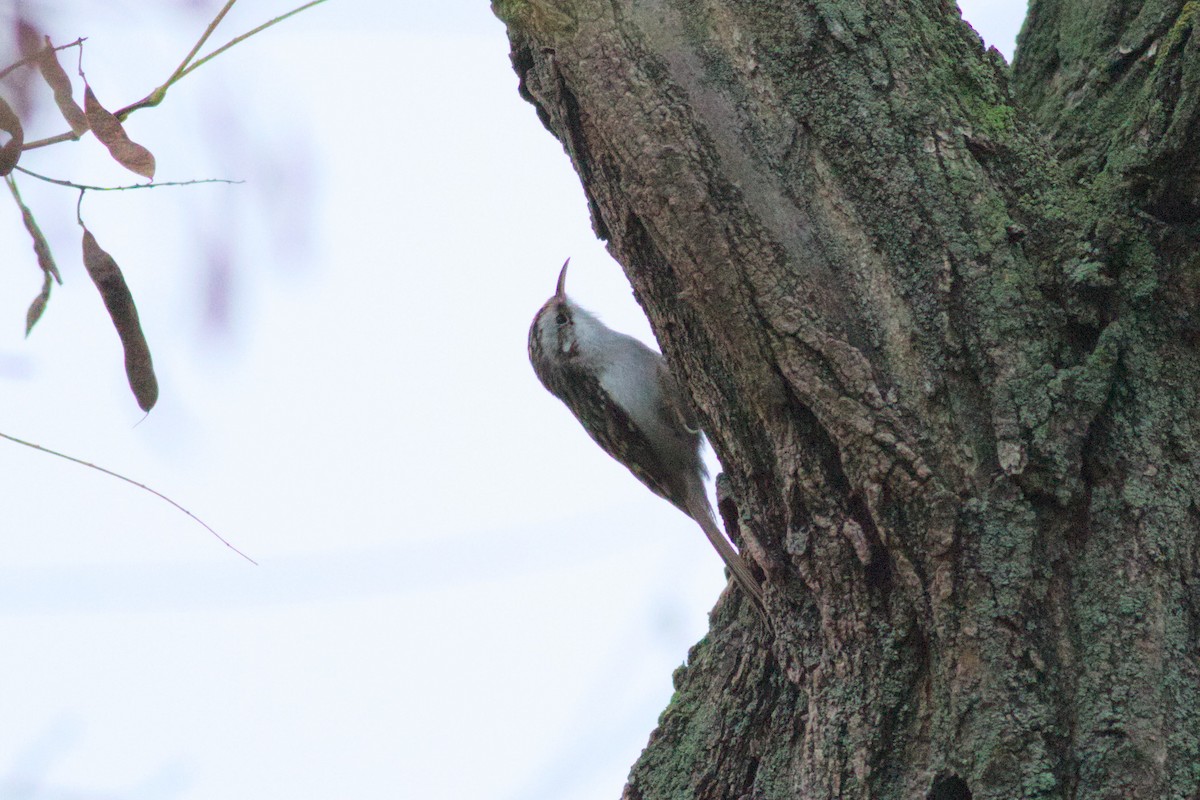 Eurasian Treecreeper - ML645213946