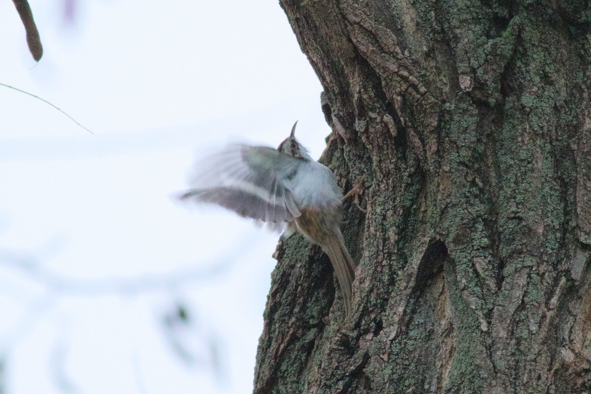 Eurasian Treecreeper - ML645213978