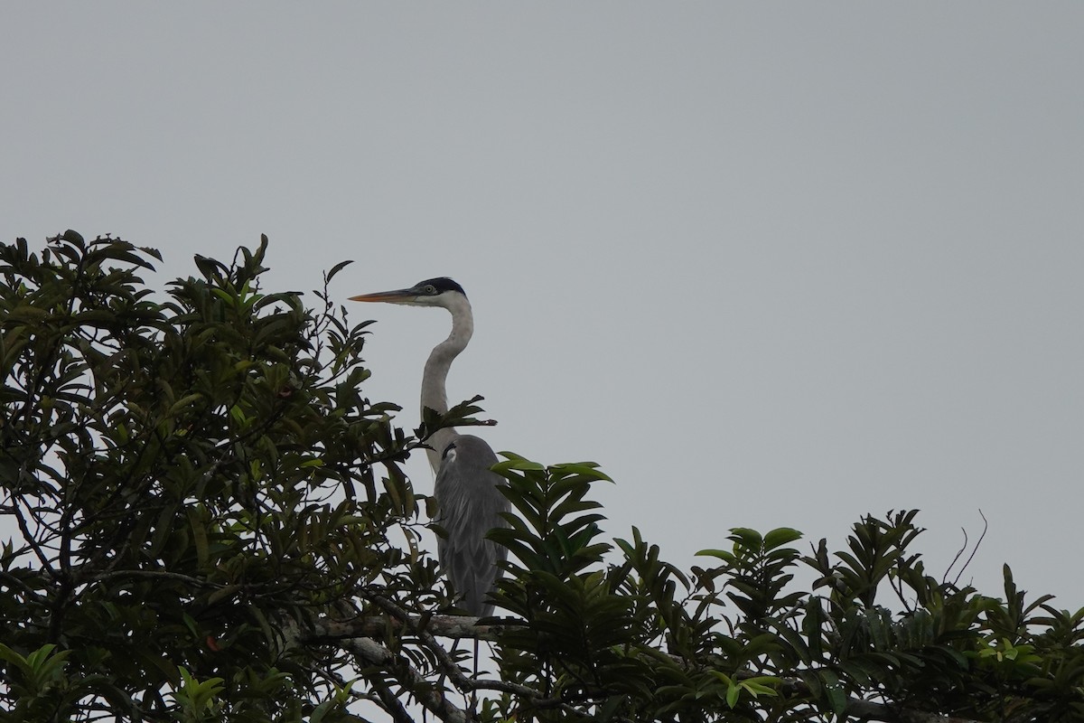 Cocoi Heron - ML645213984