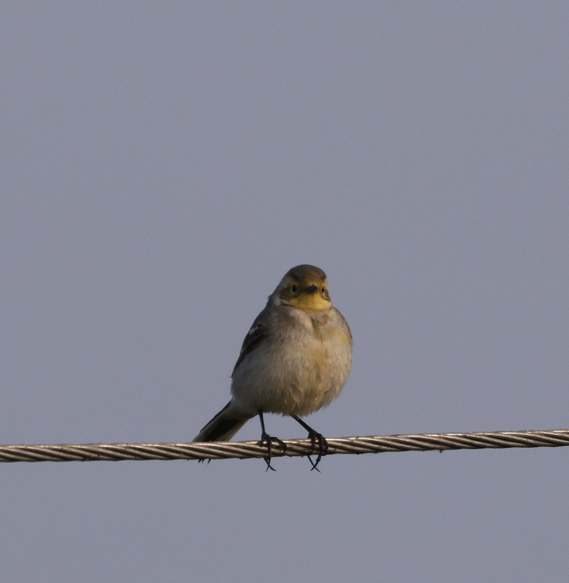 נחליאלי לימוני - ML645214001