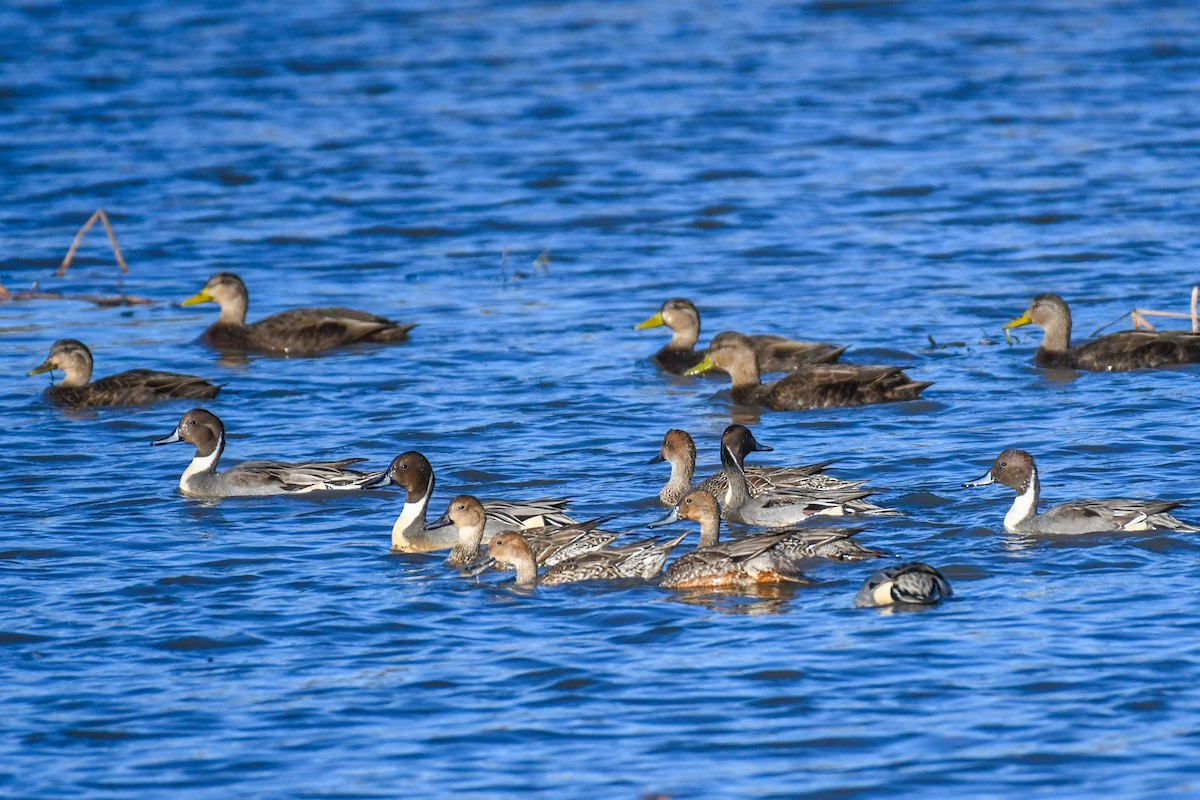 オナガガモ - ML645214004