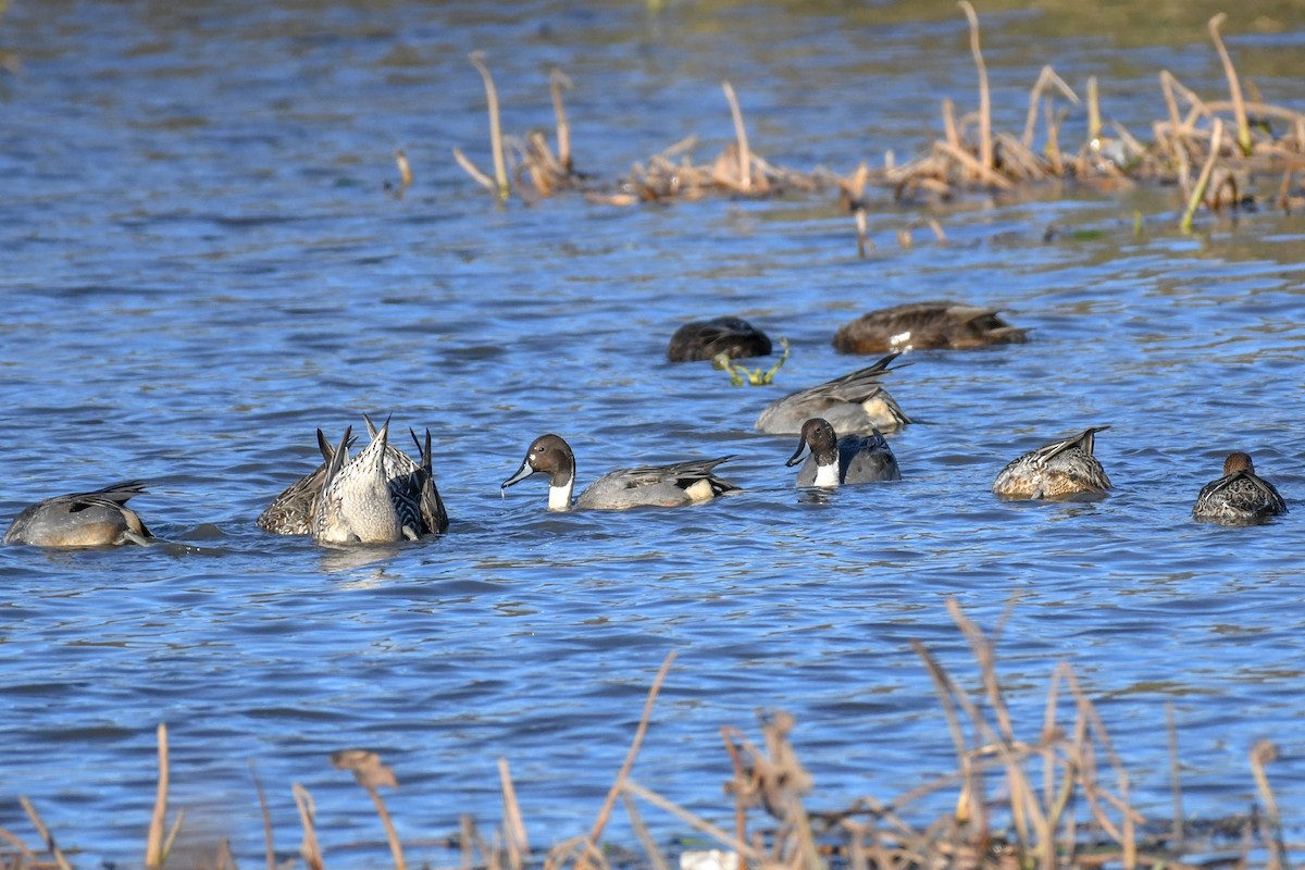 オナガガモ - ML645214008