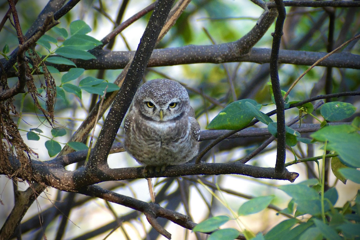 Spotted Owlet - ML645214012