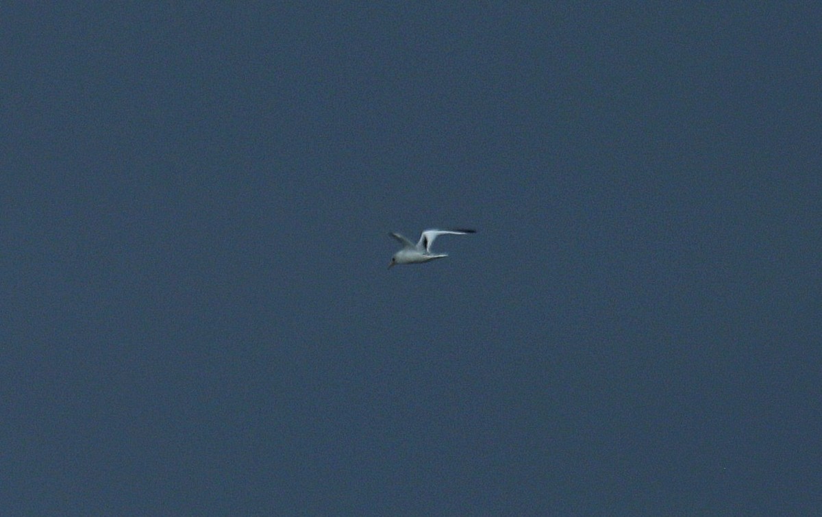Red-billed Tropicbird - ML645214013