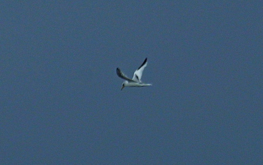 Red-billed Tropicbird - ML645214014