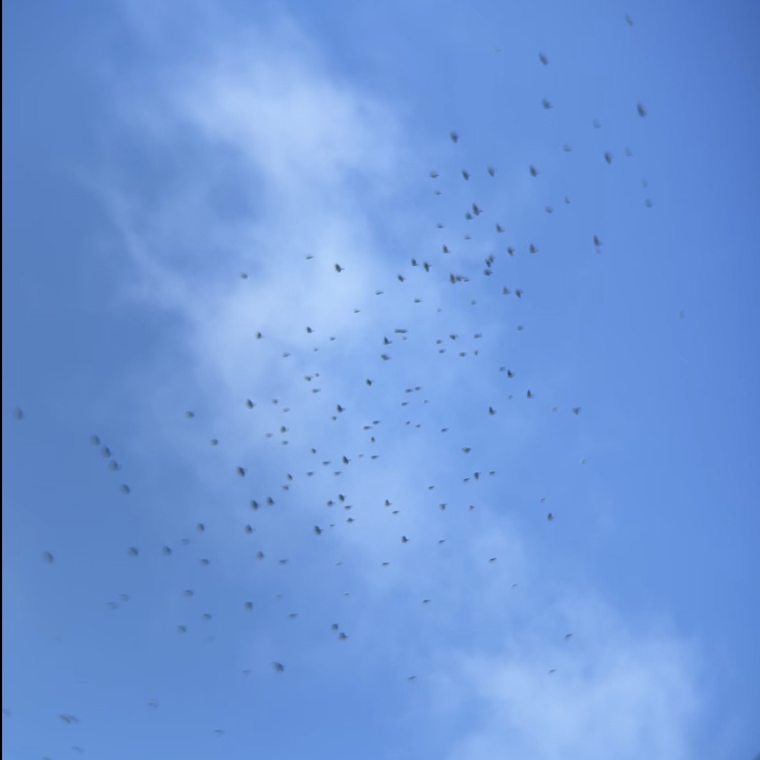 blackbird sp. - ML645214025