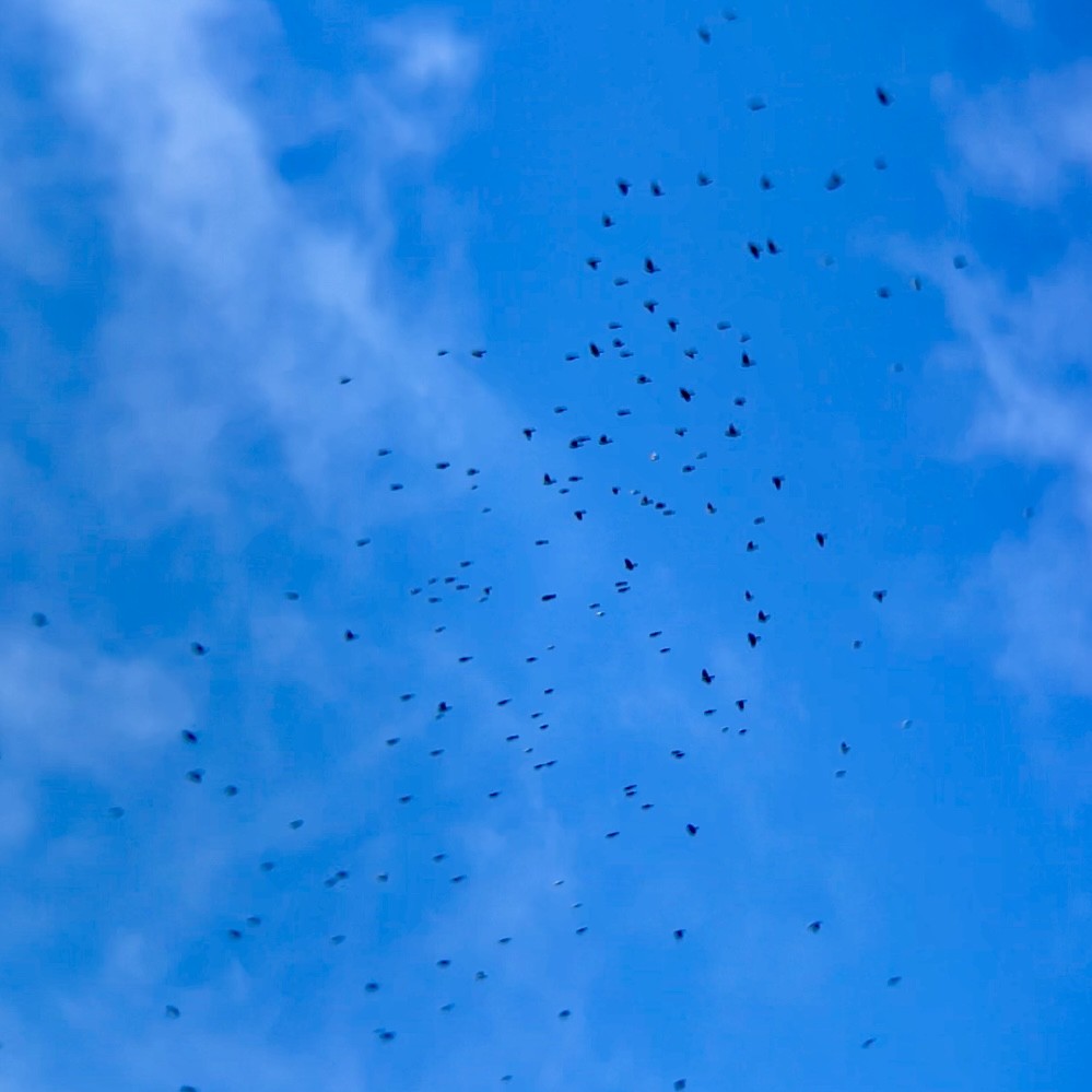 blackbird sp. - ML645214026
