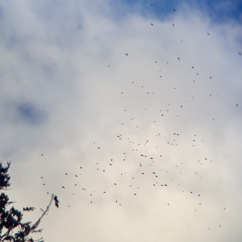 blackbird sp. - ML645214027
