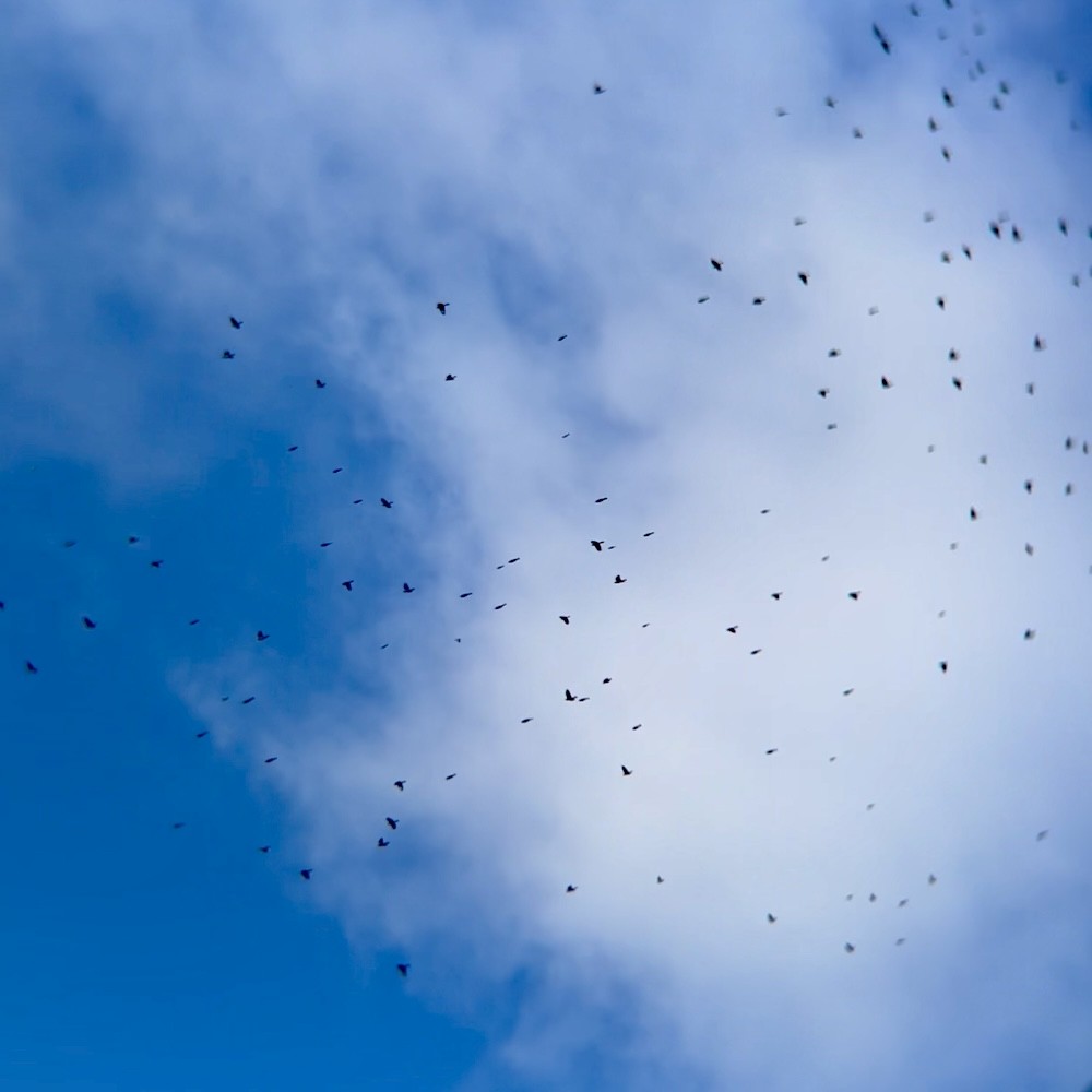 blackbird sp. - ML645214028