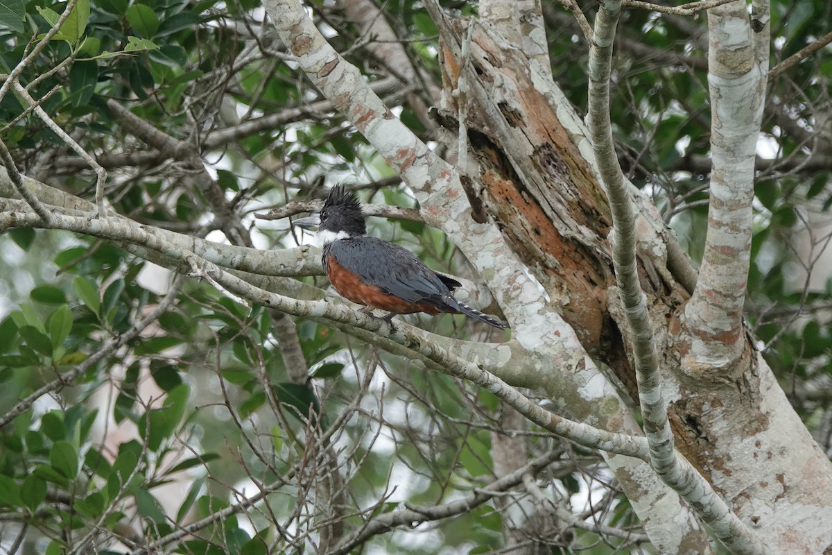 Ringed Kingfisher - ML645214039