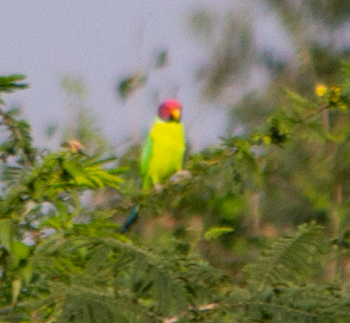 コセイインコ - ML645214040