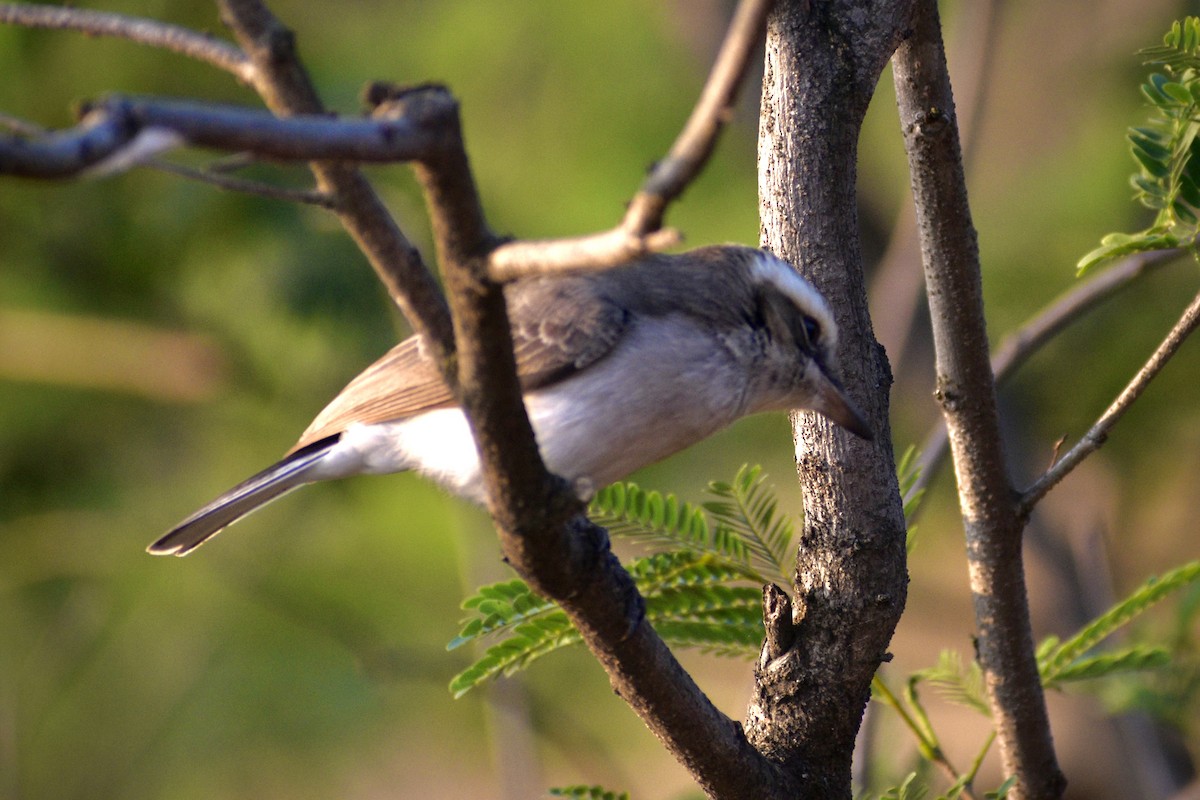 Common Woodshrike - ML645214057