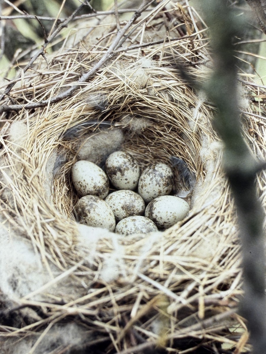 Great Gray Shrike - ML645214061