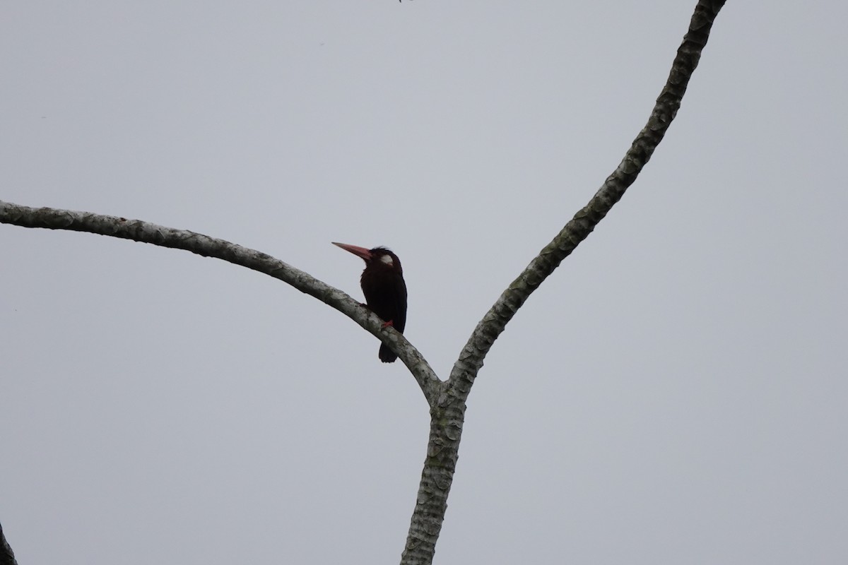 White-eared Jacamar - ML645214093