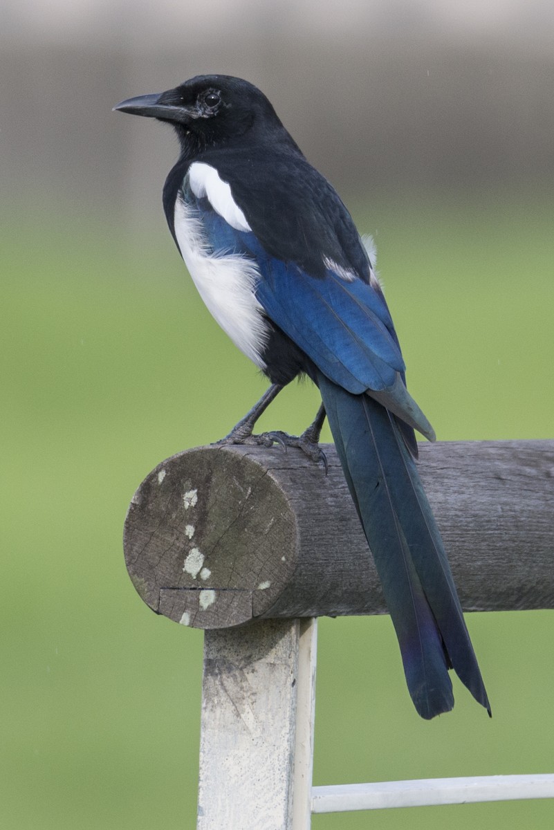 Orientelster - ML645214097