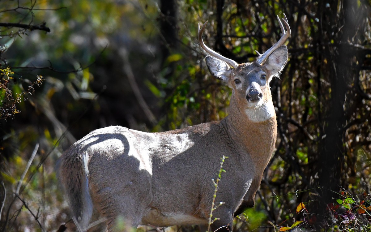 オジロジカ - ML645214103