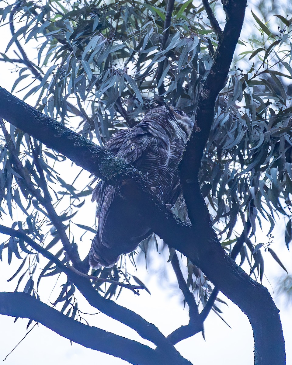 Great Horned Owl - ML645214118
