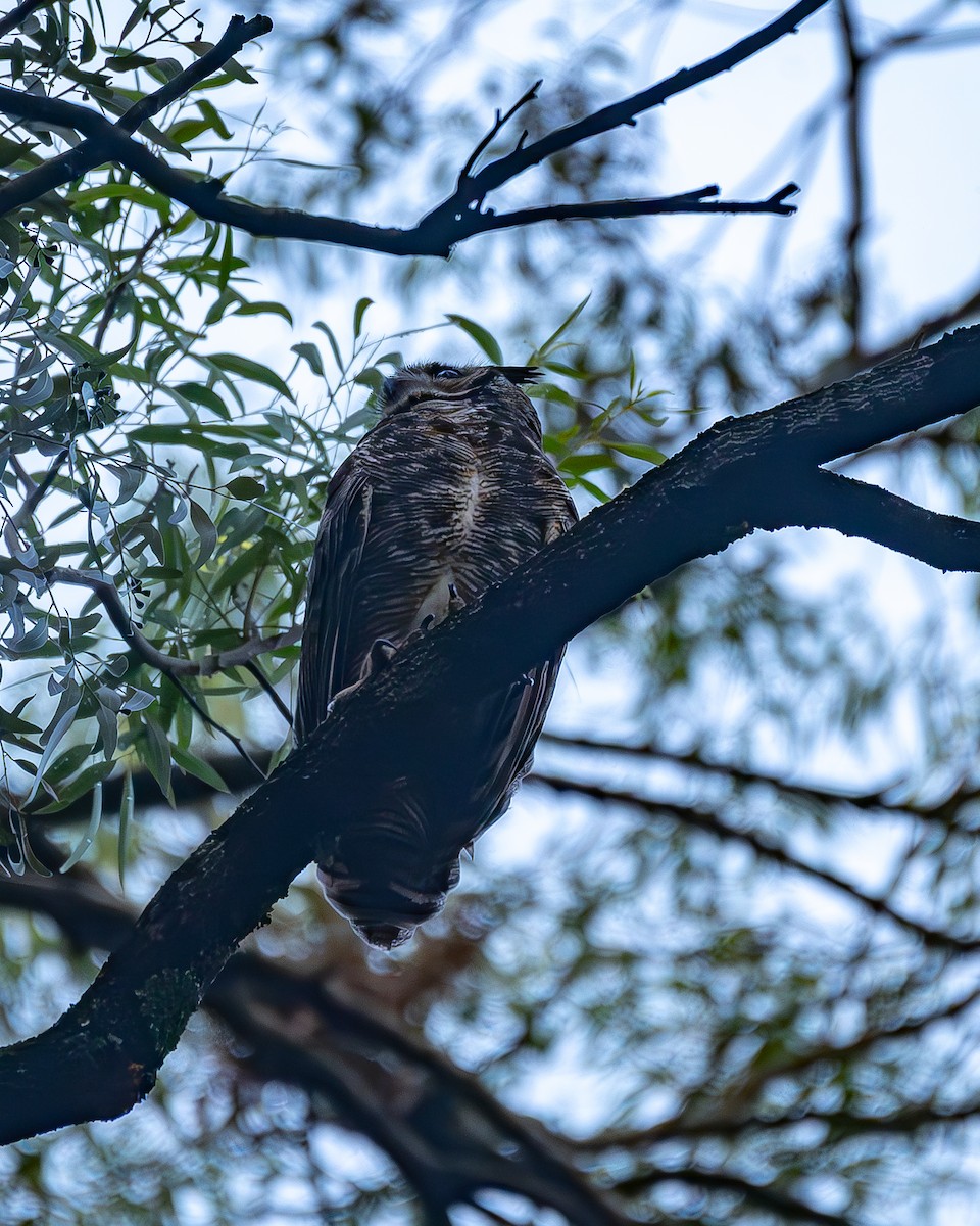 Great Horned Owl - ML645214119