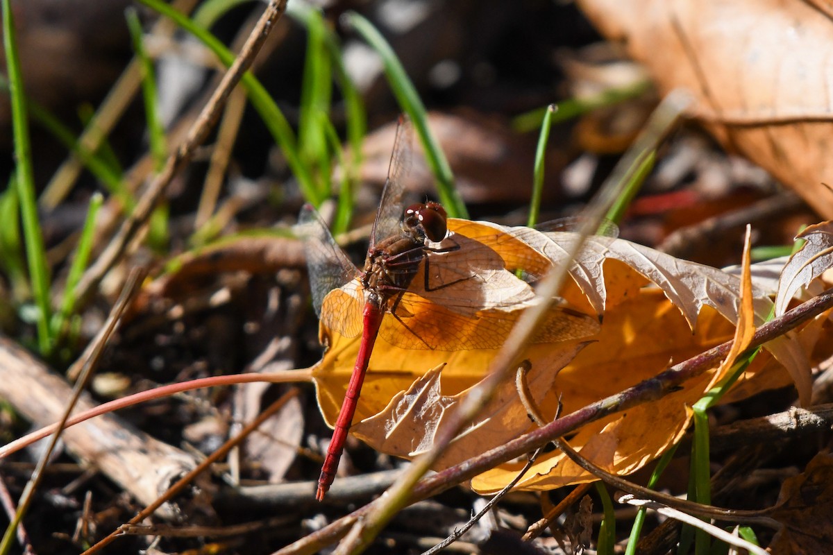 Autumn Meadowhawk - ML645214131