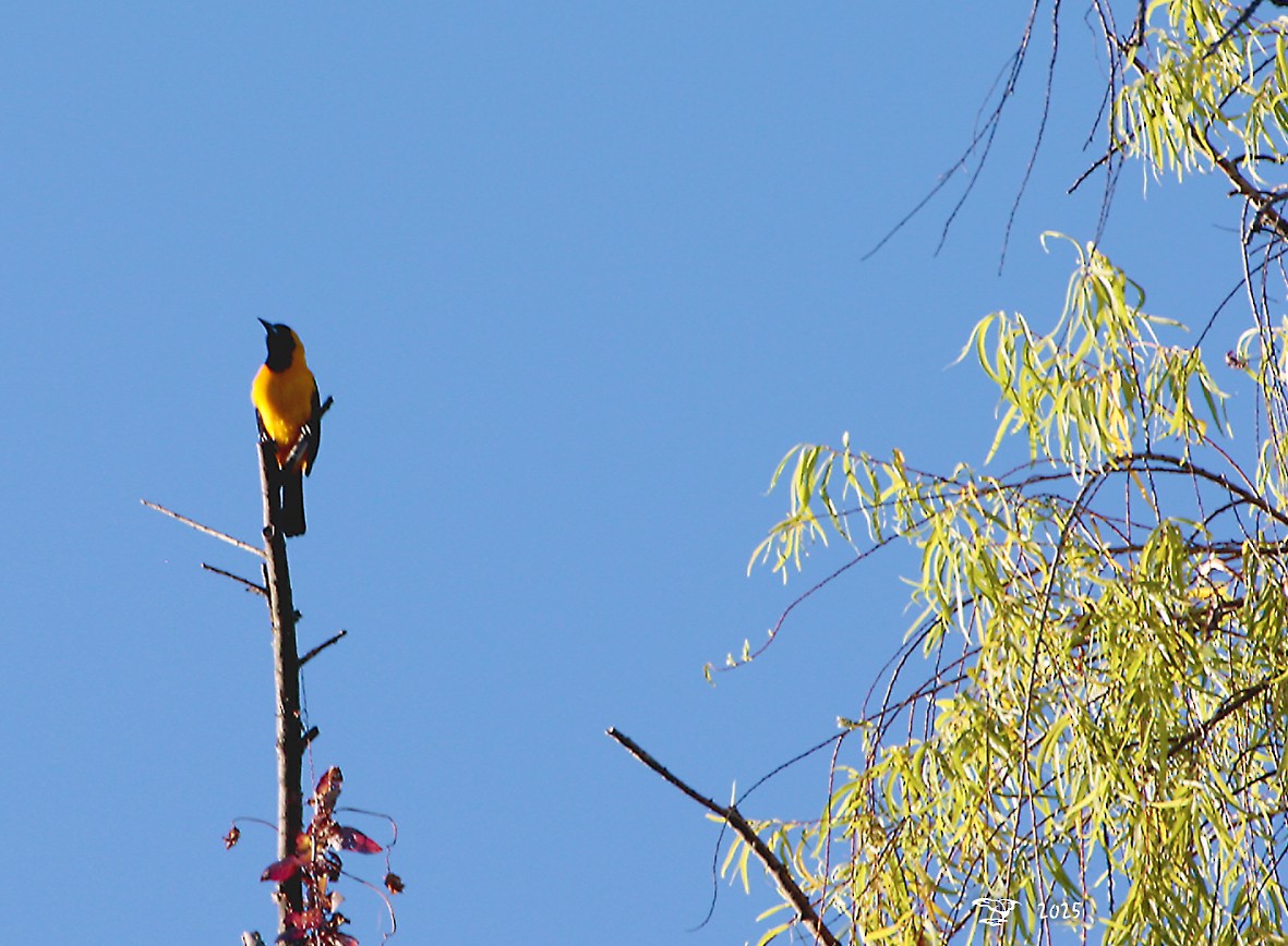 Venezuelan Troupial - ML645214133