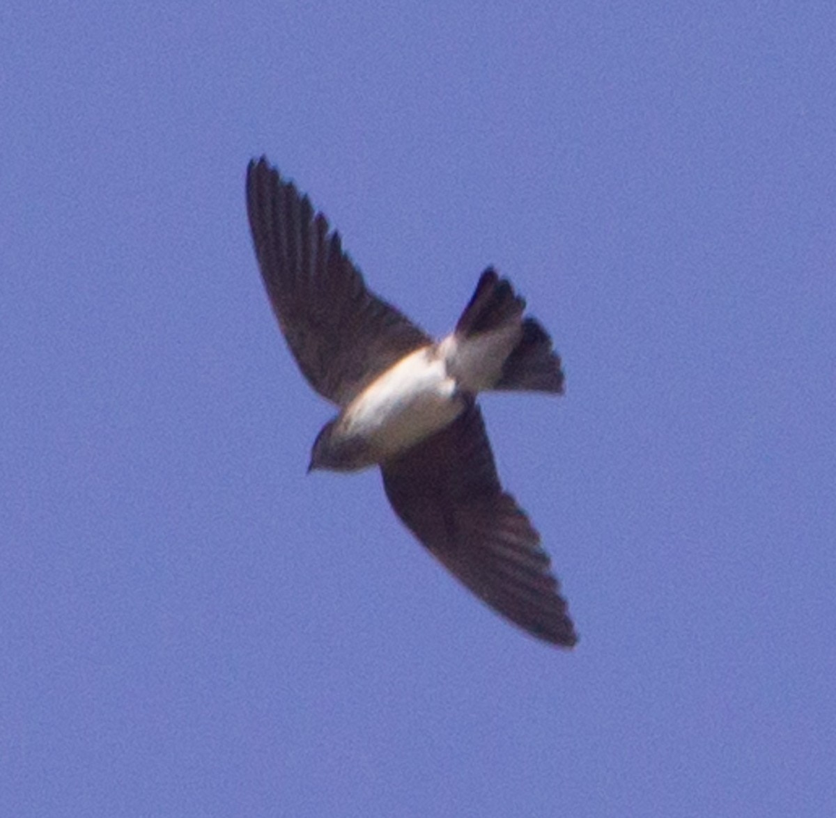 Streak-throated Swallow - ML645214138