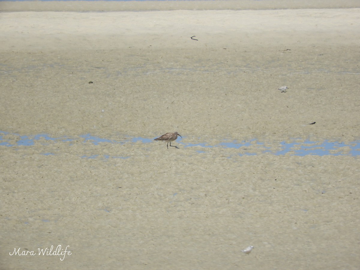 Eurasian Whimbrel - ML645214143