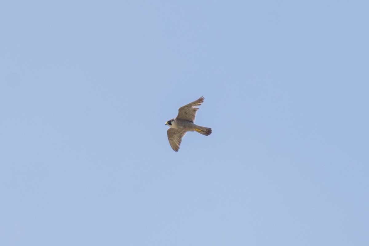 Peregrine Falcon - ML645214144