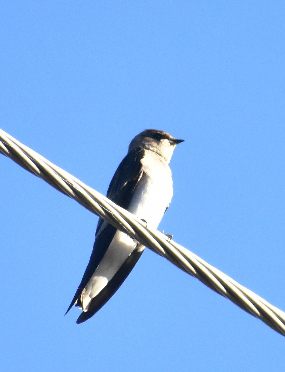 Northern Rough-winged Swallow - ML645214145
