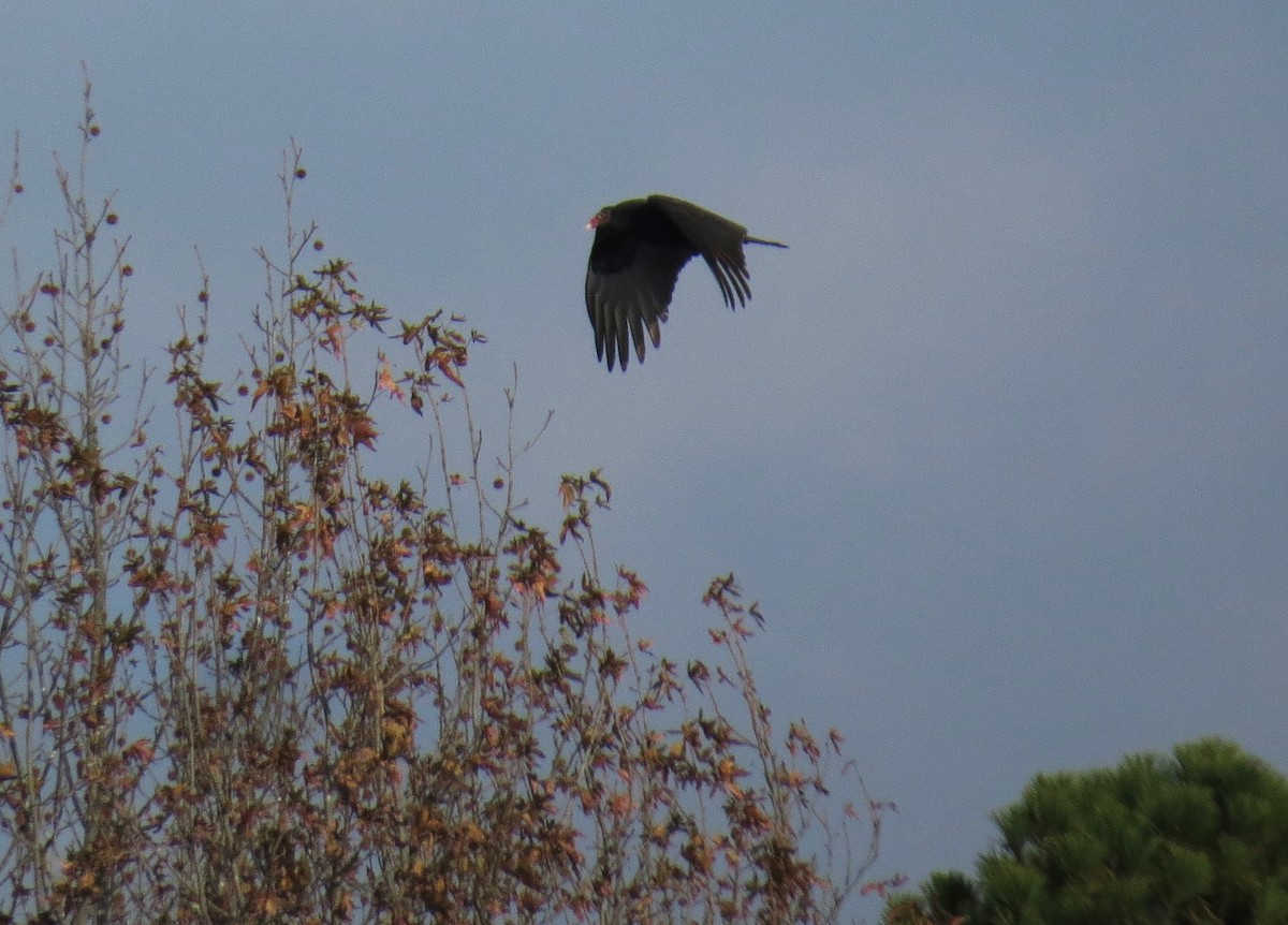 Turkey Vulture - ML645214146