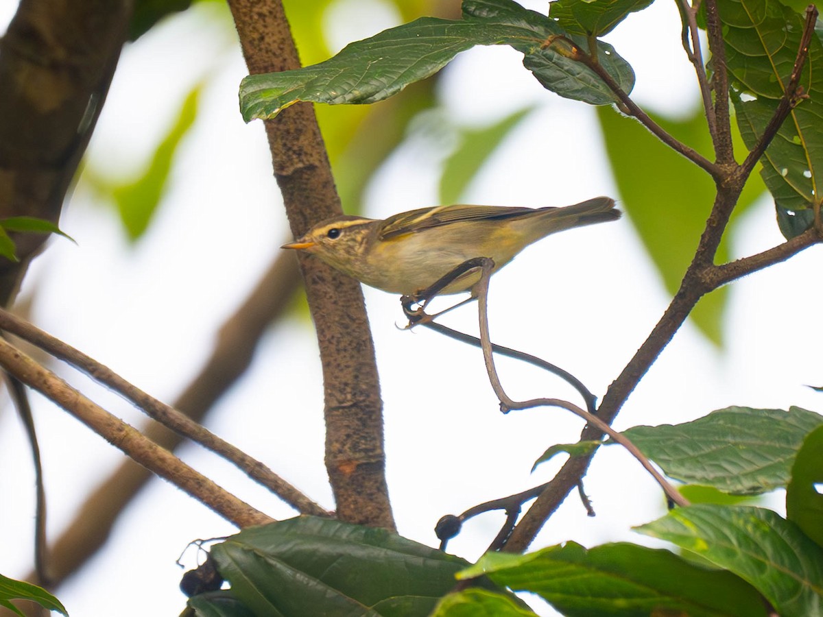 Yellow-browed Warbler - ML645214147