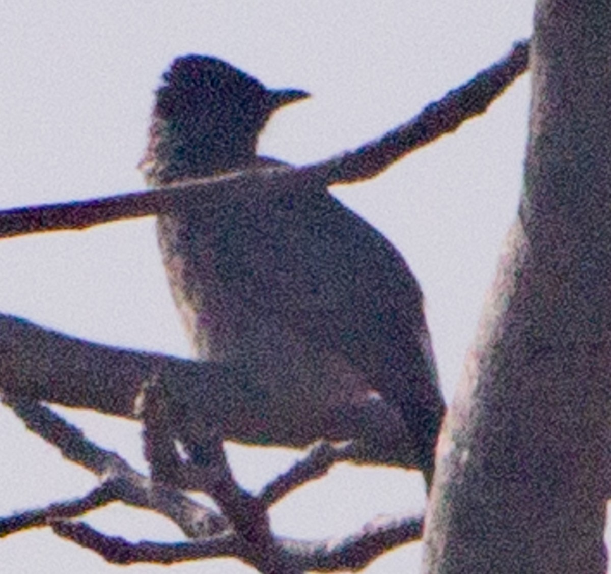 Red-vented Bulbul - ML645214149