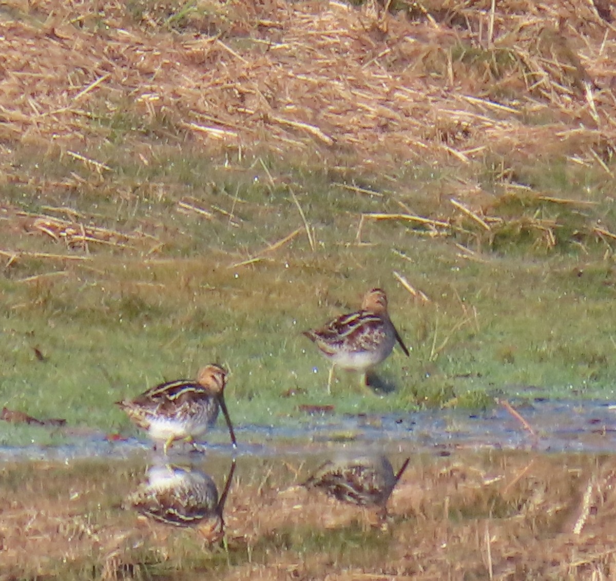 American Woodcock - ML645214150