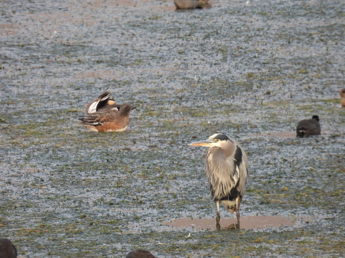 Great Blue Heron - ML645214152