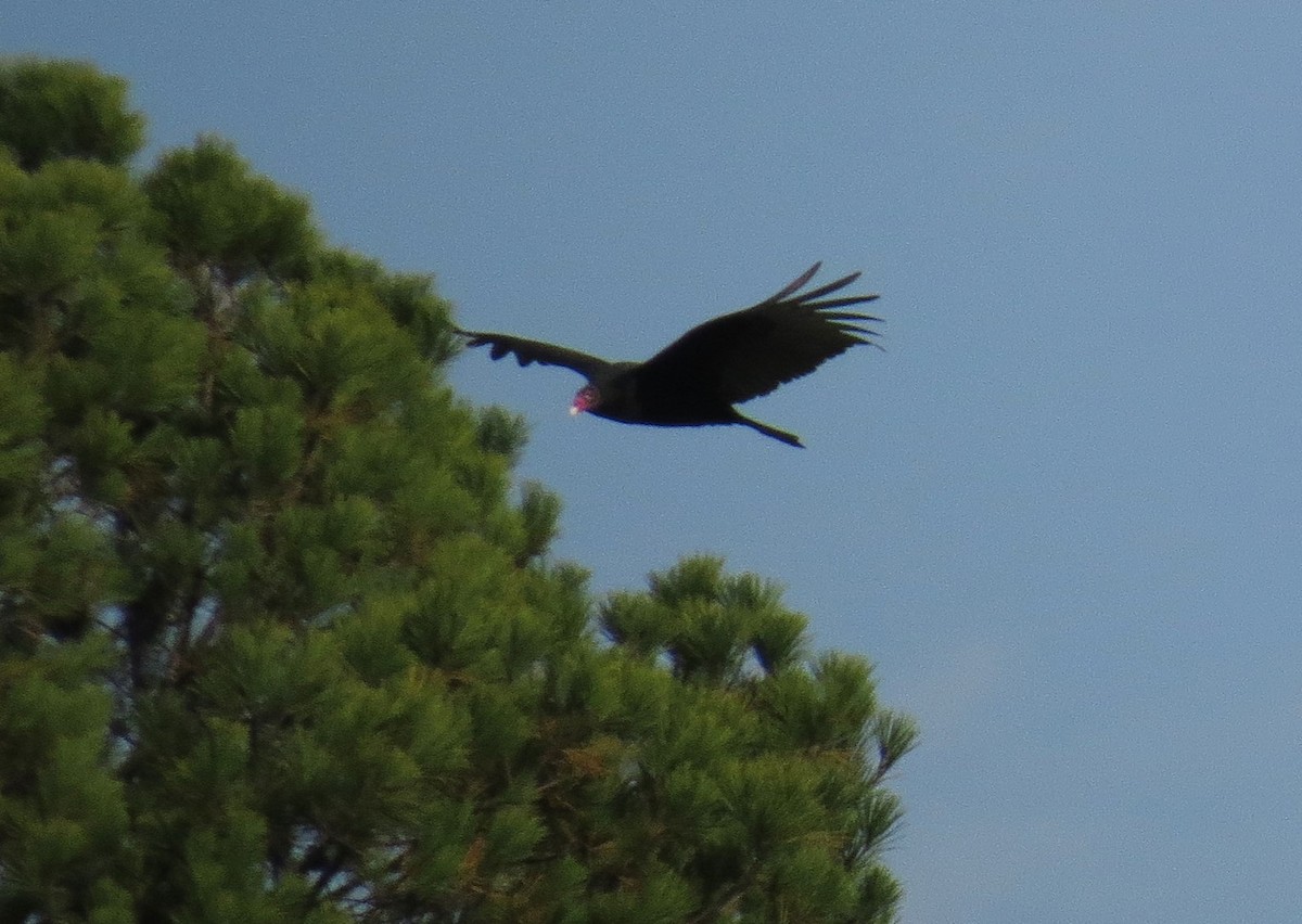 Turkey Vulture - ML645214154
