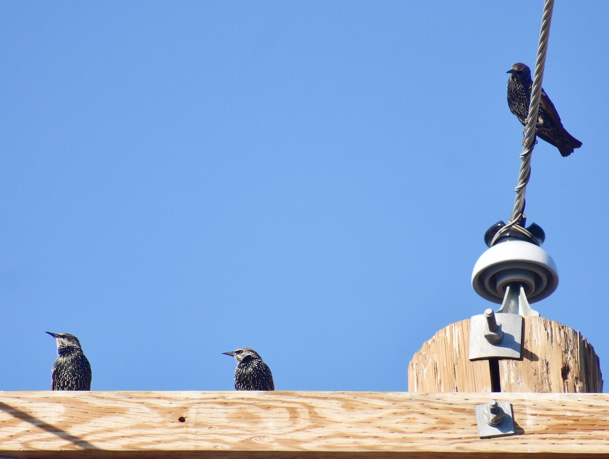 European Starling - ML645214155