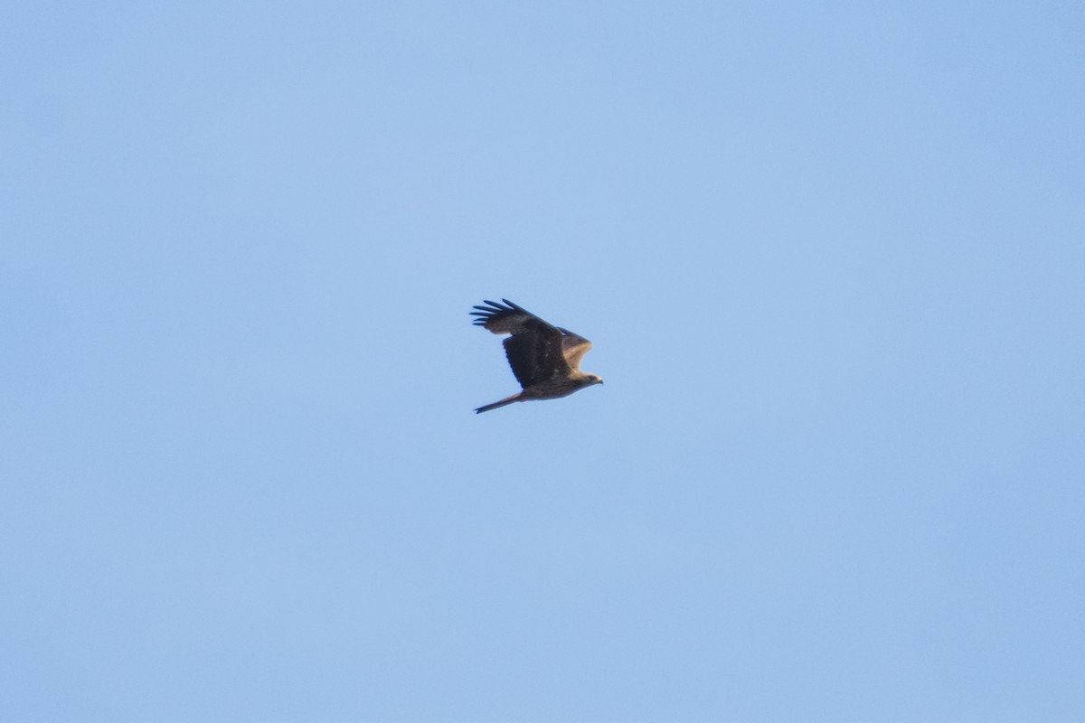 Black Kite - ML645214156