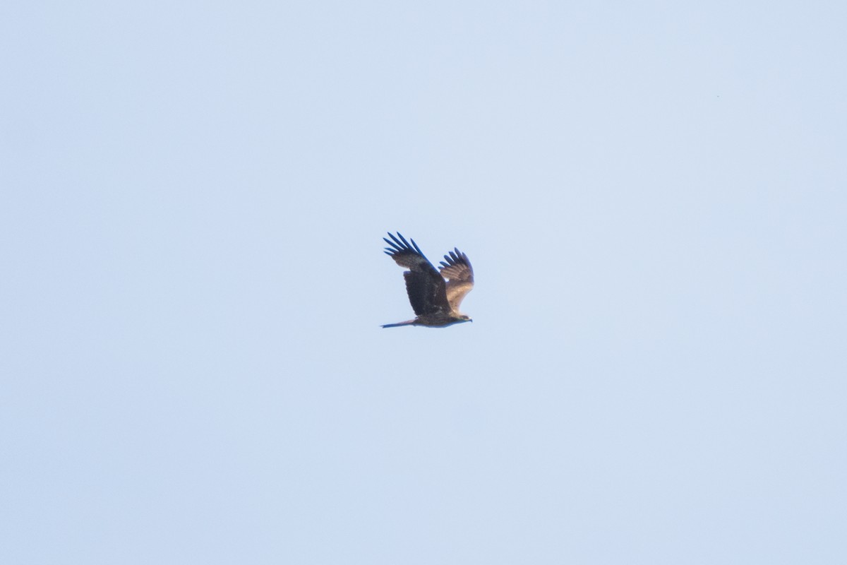 Black Kite - ML645214157