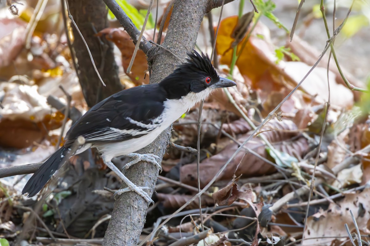 Great Antshrike - ML645214158
