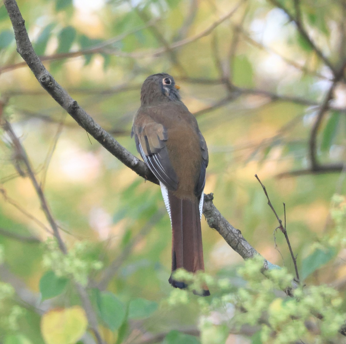 Coppery-tailed Trogon - ML645214159