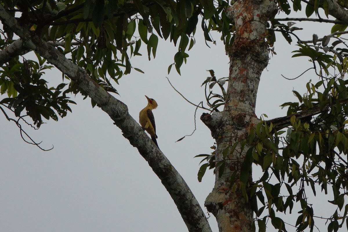Cream-colored Woodpecker - ML645214160