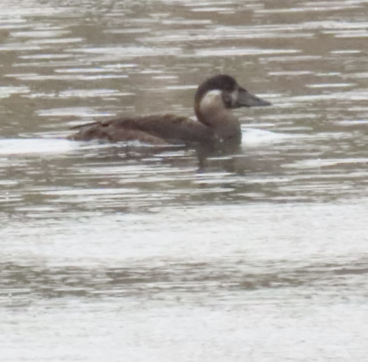 Surf Scoter - ML645214162