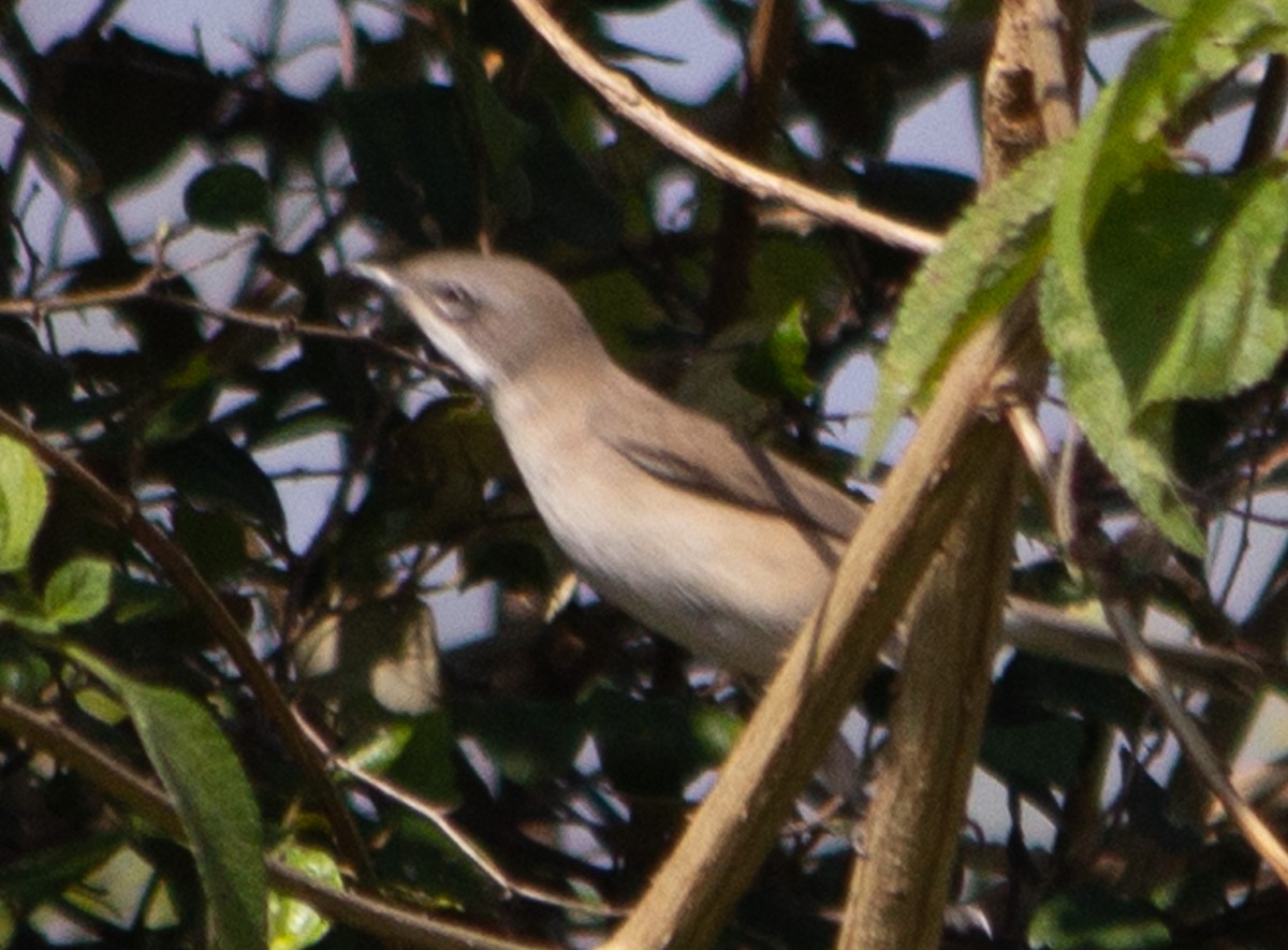 Lesser Whitethroat - ML645214164