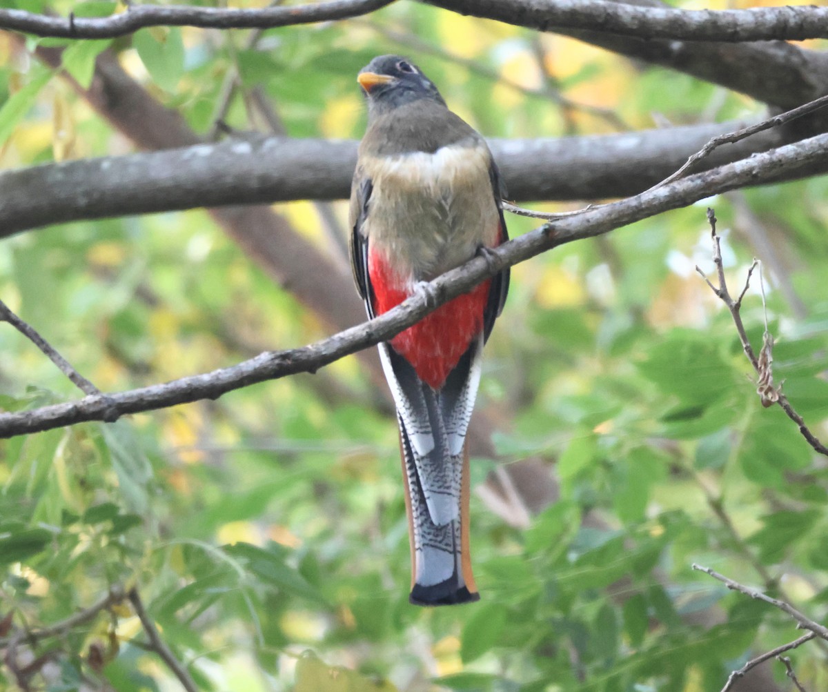 Coppery-tailed Trogon - ML645214167