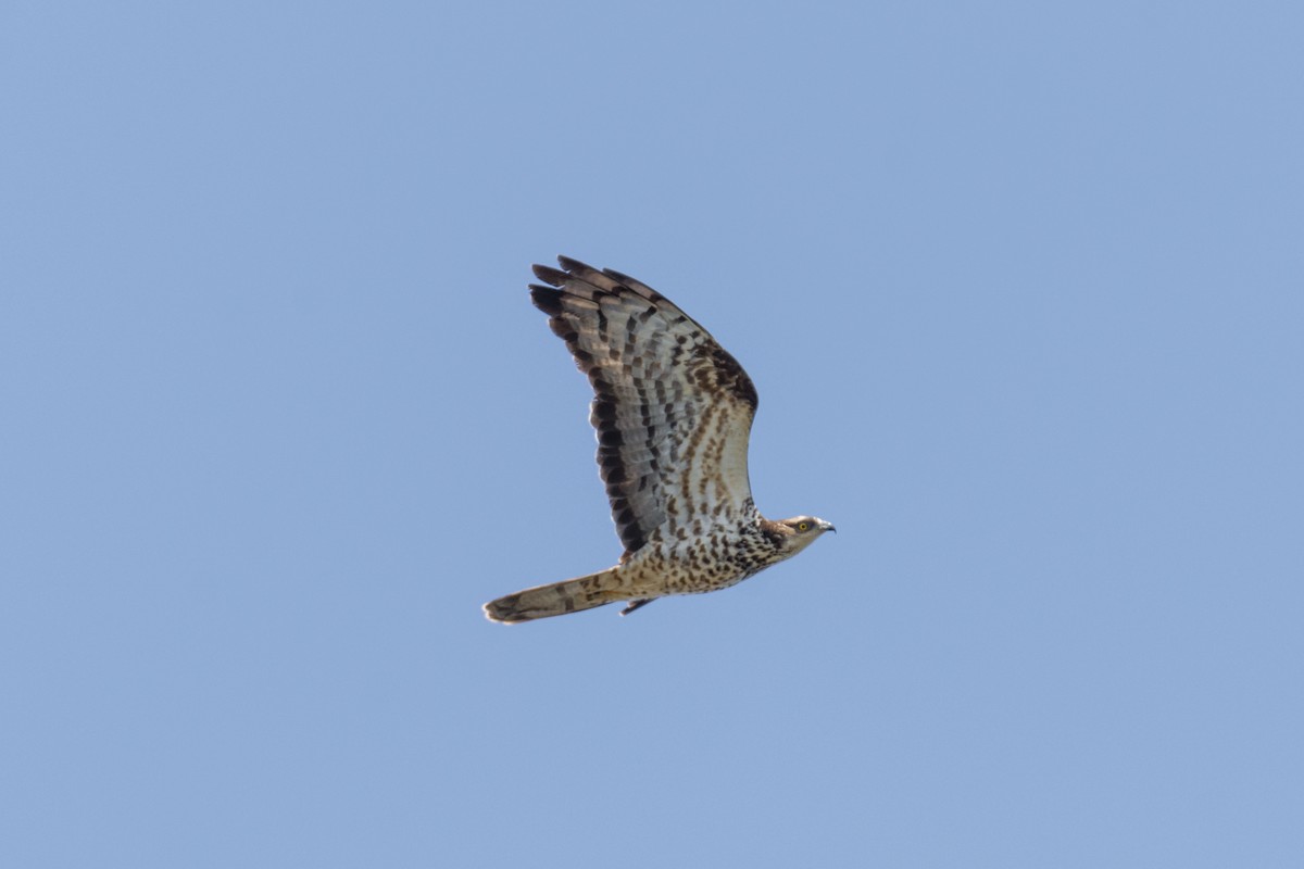 European Honey-buzzard - ML645214168