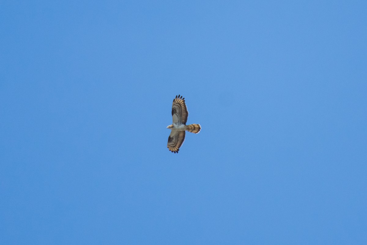 European Honey-buzzard - ML645214170