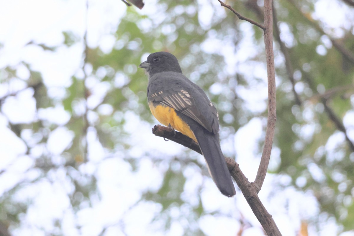 Citreoline Trogon - ML645214178