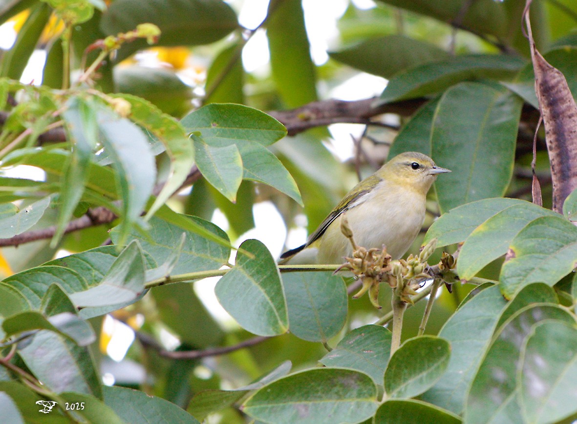 Червоїд світлобровий - ML645214185