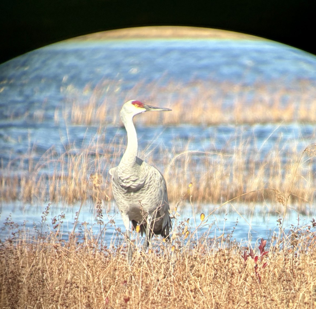 Sandhill Crane - ML645214188